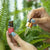 Ulei de faţă iYURA Yauvari Primăvara Tinereții Mini (Yauvari Youth Spring Face Oil)